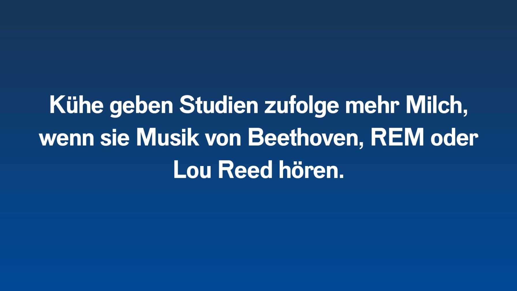 Kühe geben Studien zufolge mehr Milch, wenn sie Musik von Beethoven, REM oder Lou Reed hören.
