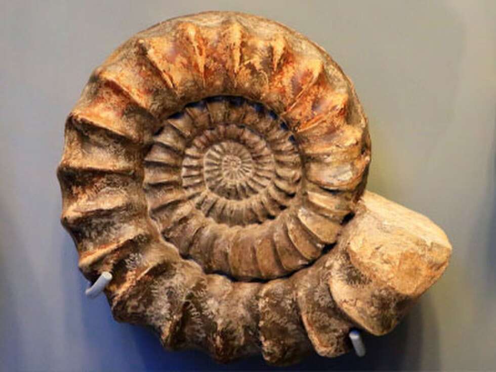 Schnecken Fossil