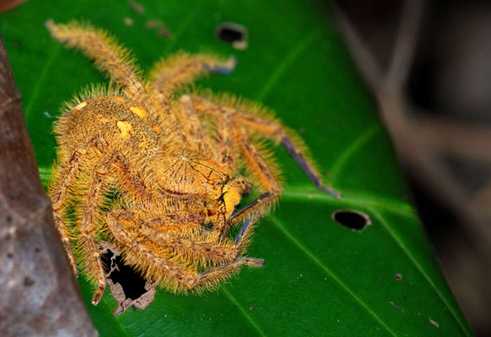 Spinne auf einem Blatt