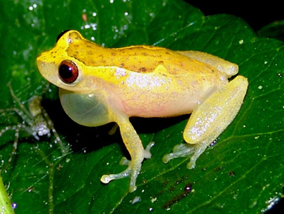 Ein Frosch sitzt auf einem Blatt