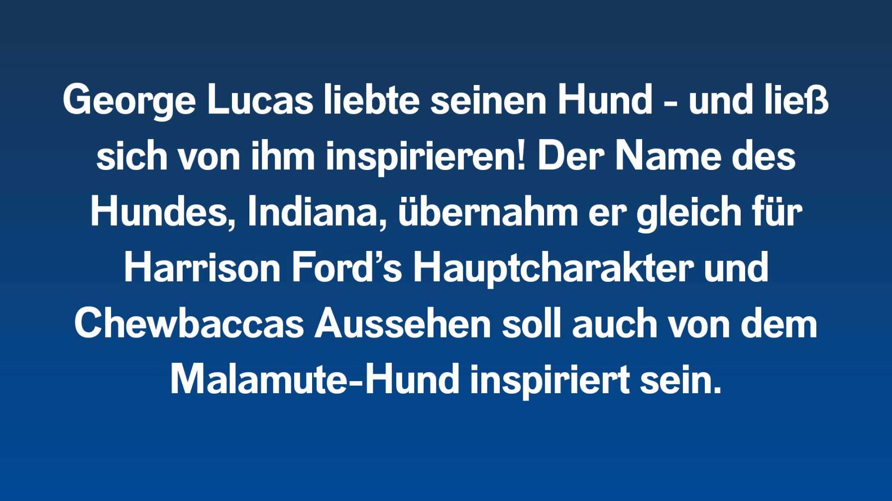 George Lucas liebte seinen Hund – und ließ sich von ihm inspirieren! Der Name des Hundes, Indiana, übernahm er gleich für Harrison Ford’s Hauptcharakter und Chewbaccas Aussehen soll auch von dem Malmamute-Hund inspiriert sein.